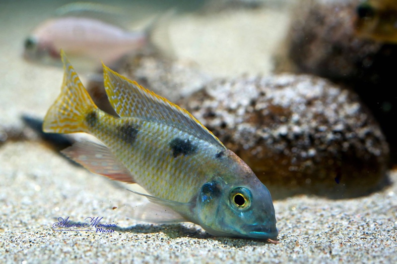 Tramitichromis Intermedius 'Kambiri Point'